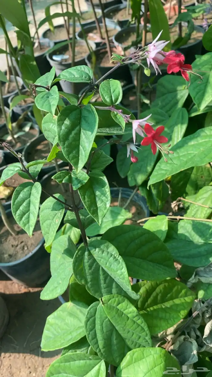 شتلات طربوش الملك 1