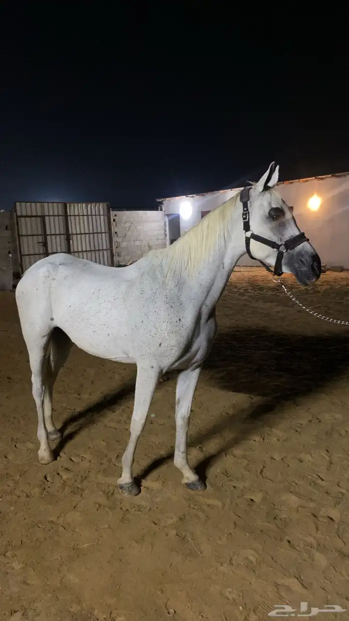 فرس شعبية فاخرة 1