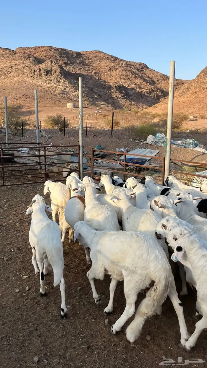 طليان سواكن بيض شبيه الحري دمازين 2