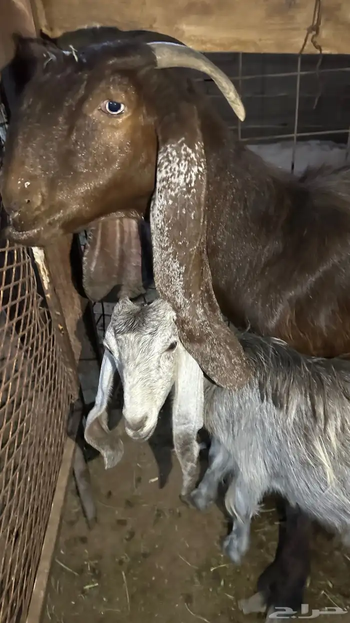 عنز شاميه مضرع ومعها جفرة للبيع 1