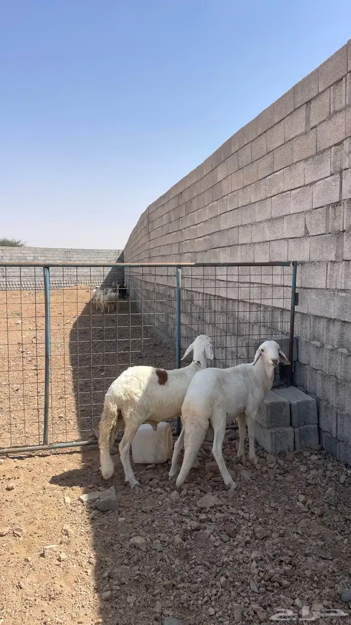 سواكني ابيض 2