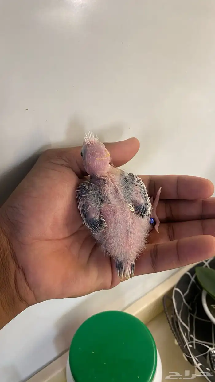 فروخ كروان ((. تم البيع 6