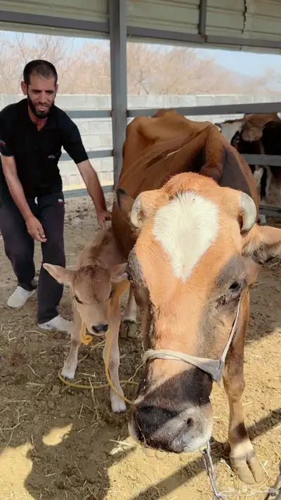 مجموعة أبقار هولنديه وألمانيا و جيرسي index