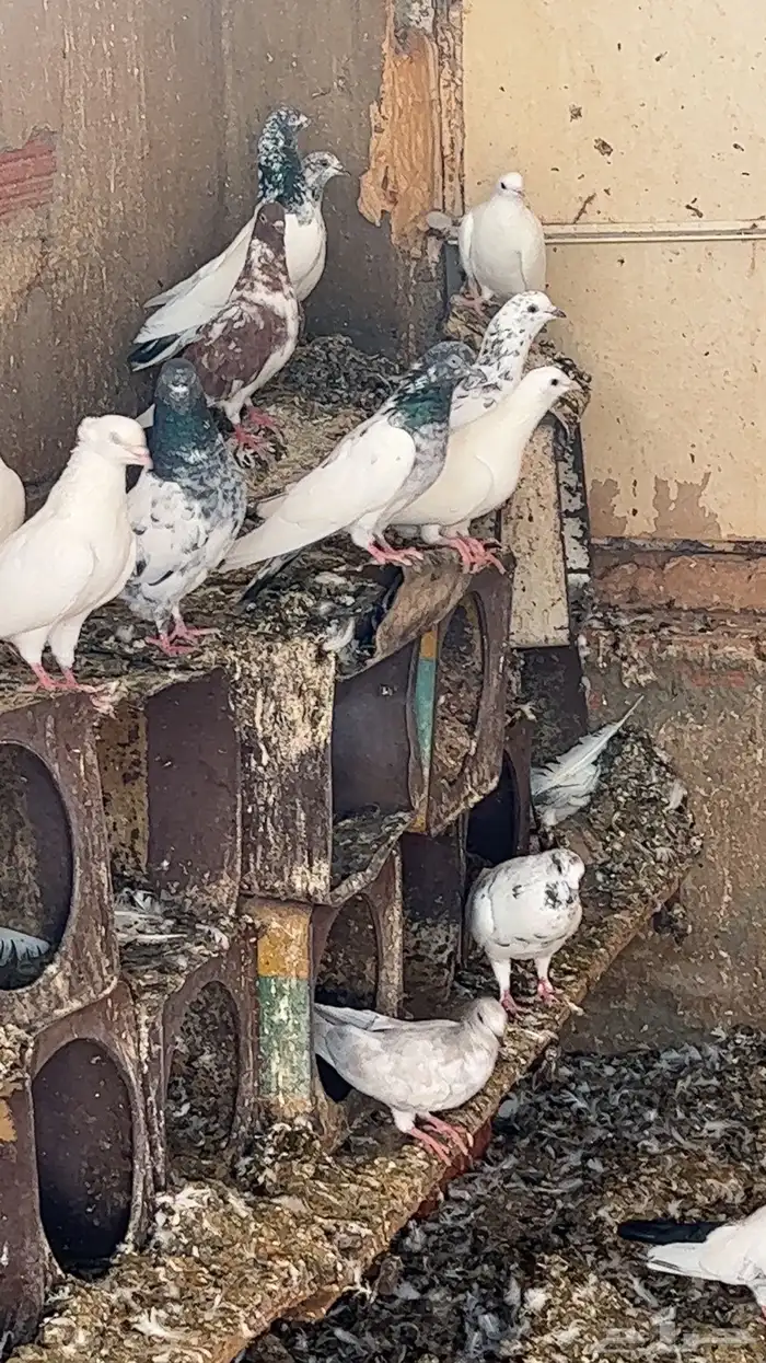 حمام فرنسي وباكستاني فاخر 2