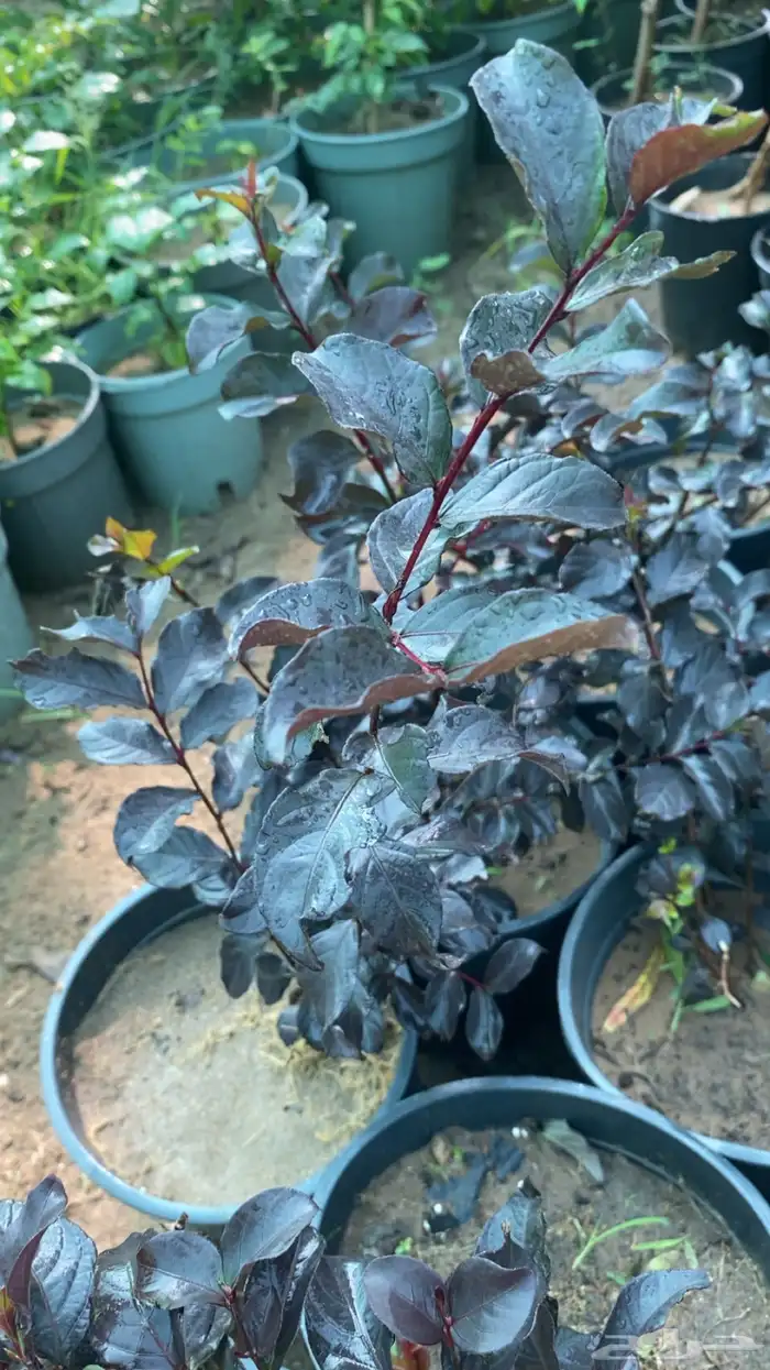 شتلات تمر حنا Lagerstroemia 2