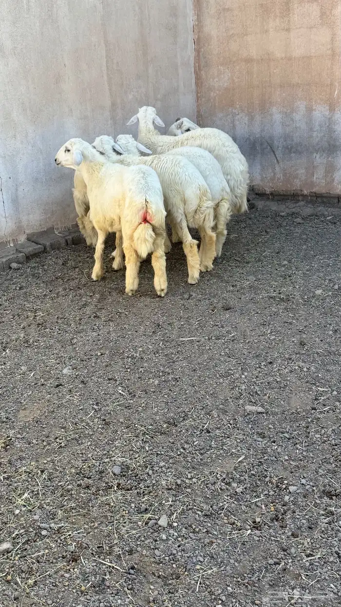 خرفان حرية فاخرة 0