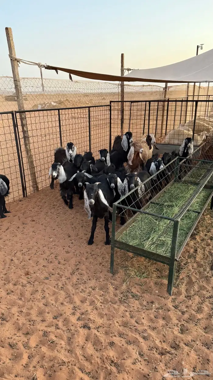 جفرات نظيفه مشروطة للبيع 8