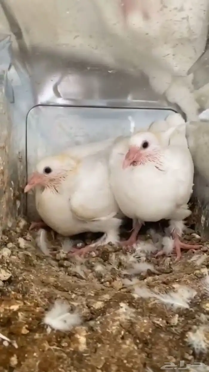 حمام فرنسي مع فروخه 1