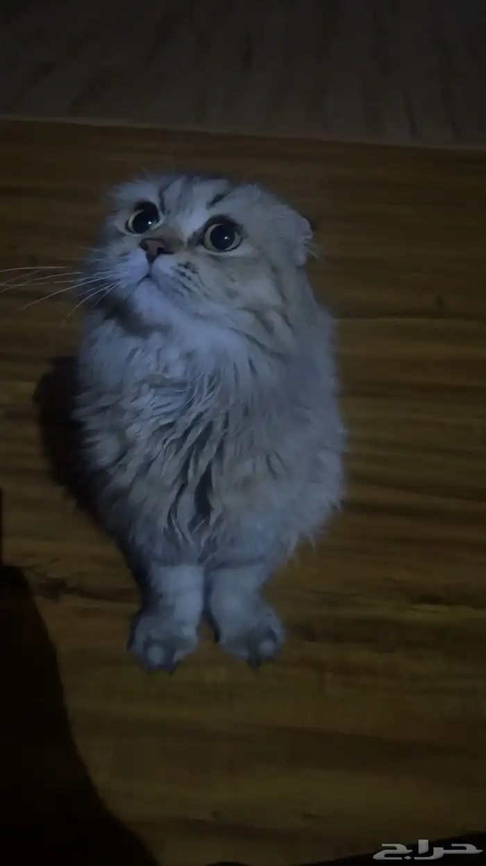 قط سكوتش فولد 150 2