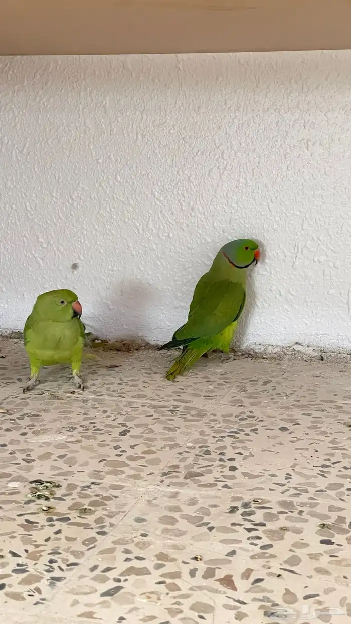 ببغاء دره للبيع 5