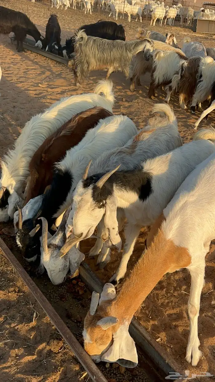 معزا ملاوين للبيع 9