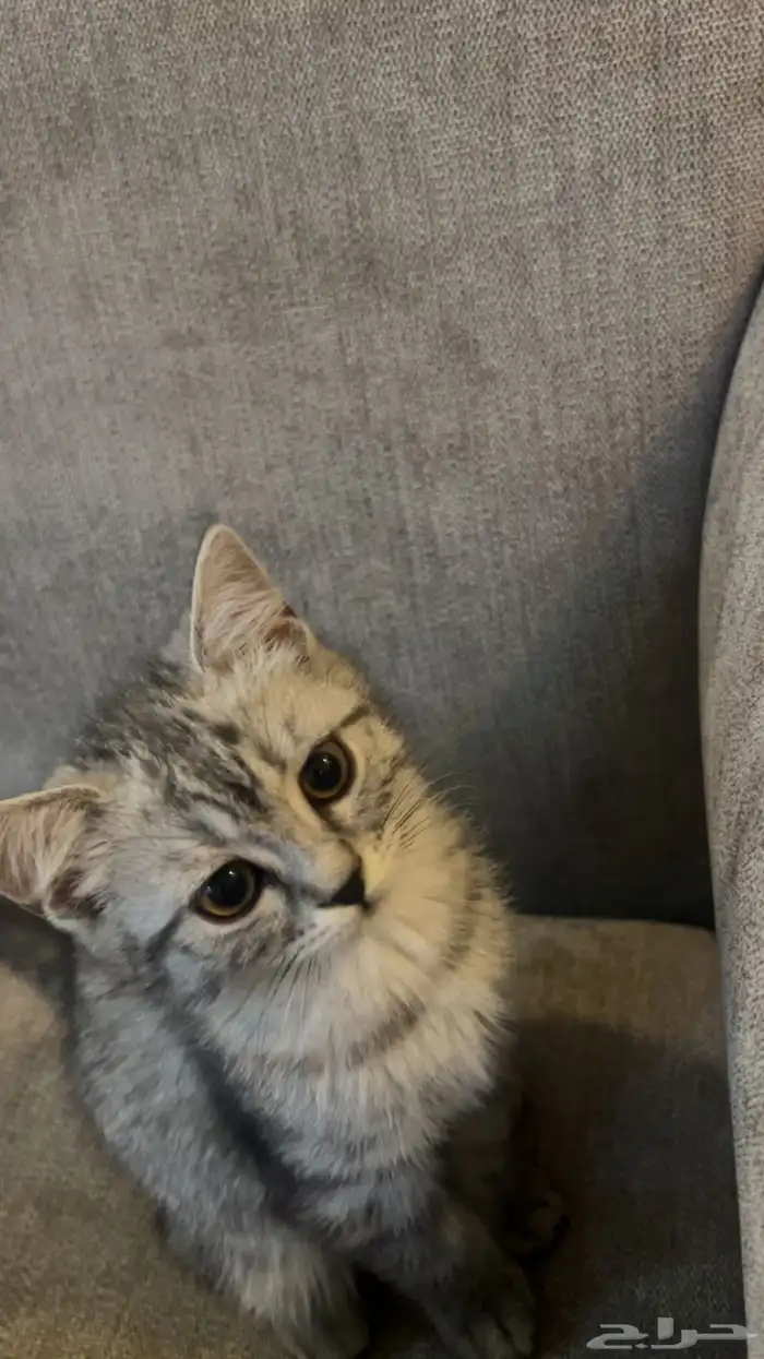 قطه انثى للبيع 2