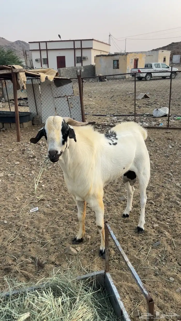 تيس فحل بيشي 2