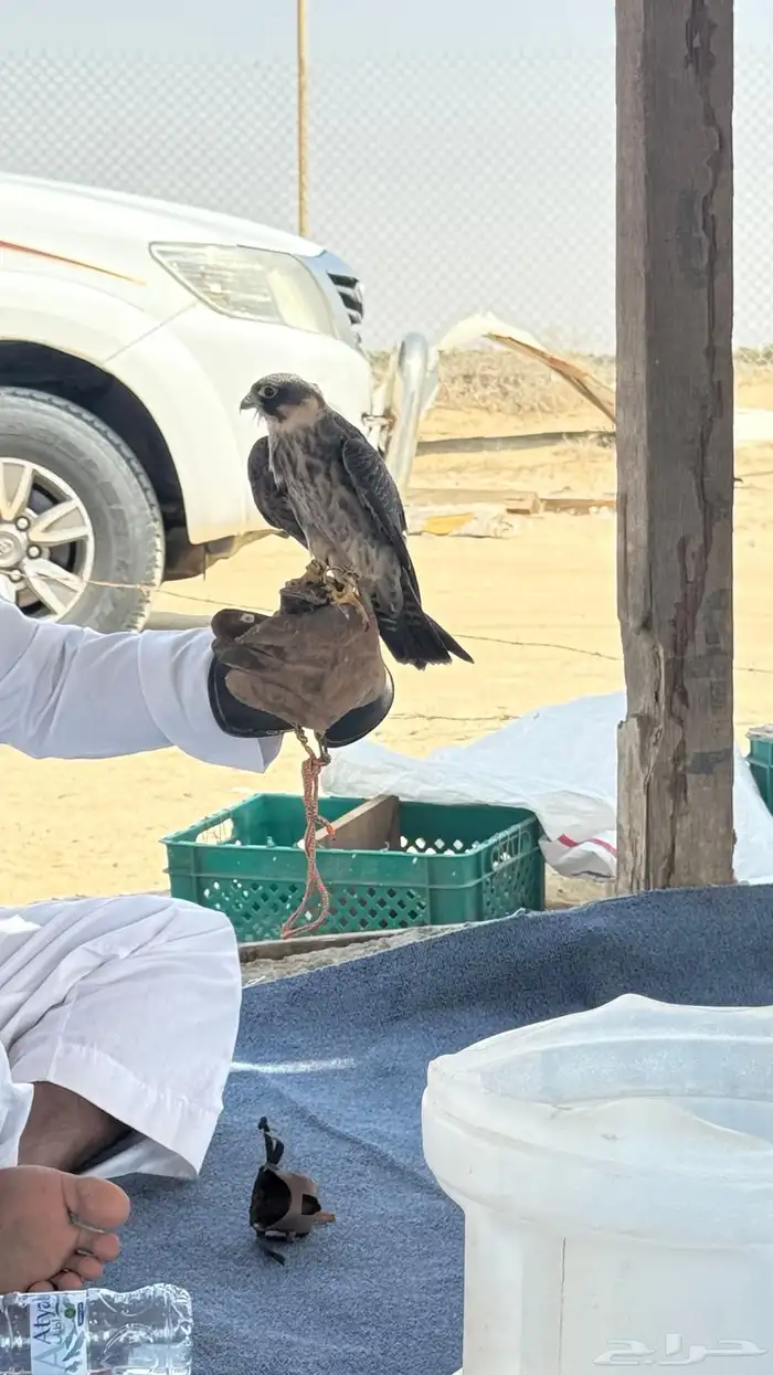 جليميه طرح اليوم للبيع 0