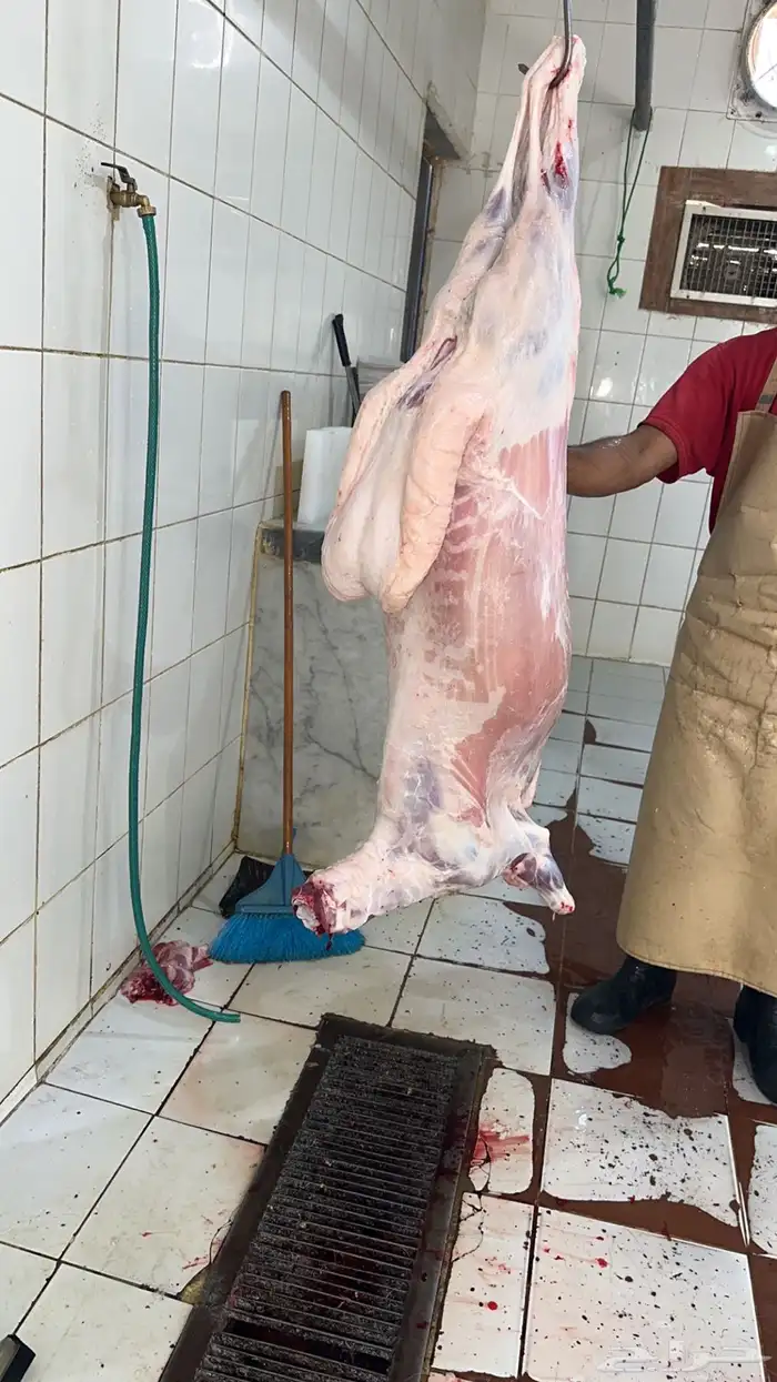 طليان ذبايح جبره( تم البيع ) 2