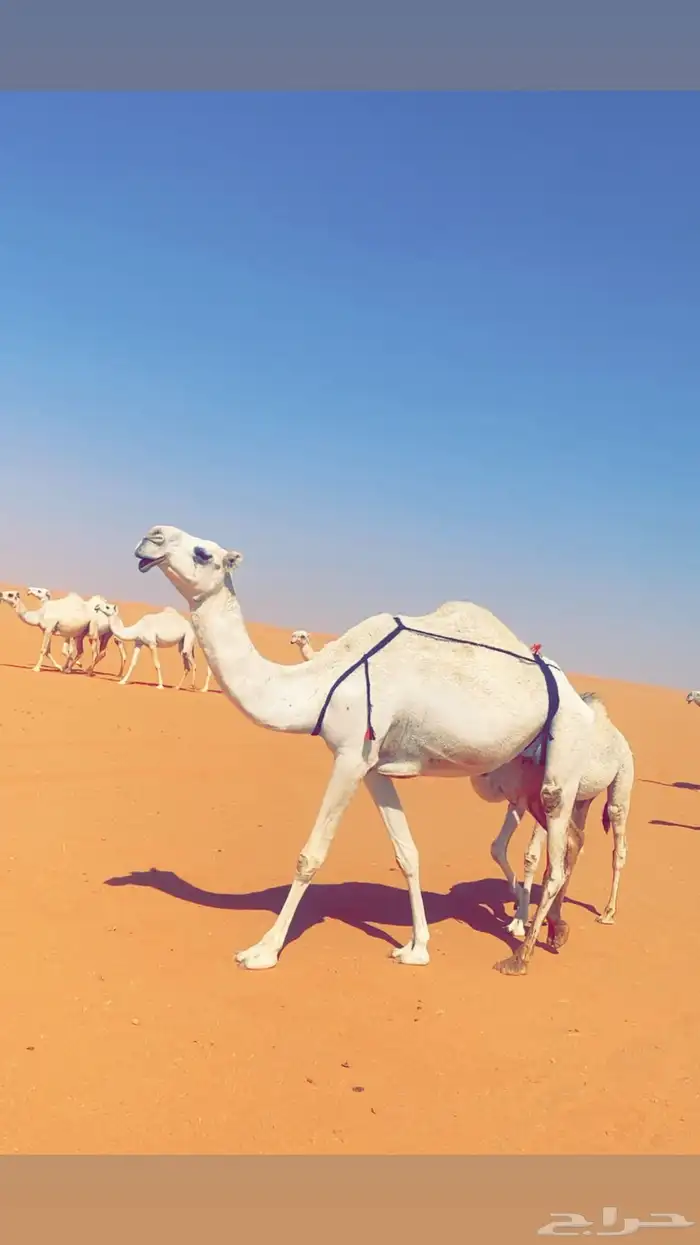 ابل وضح مغاتير 0