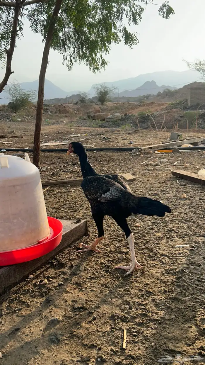 دجاج بكستاني 6