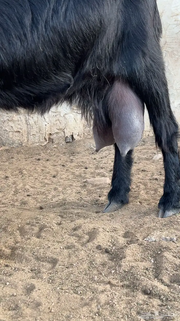 معزاء حليب للبيع 4