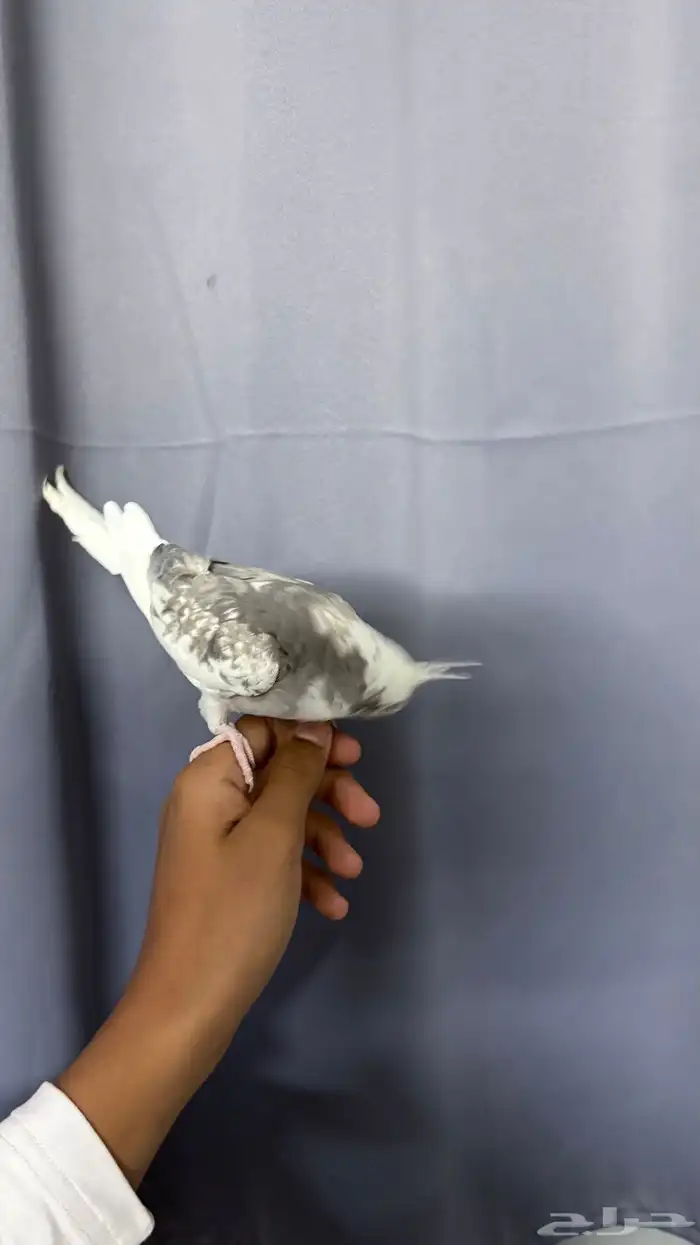 طيور كراون هولندي 1