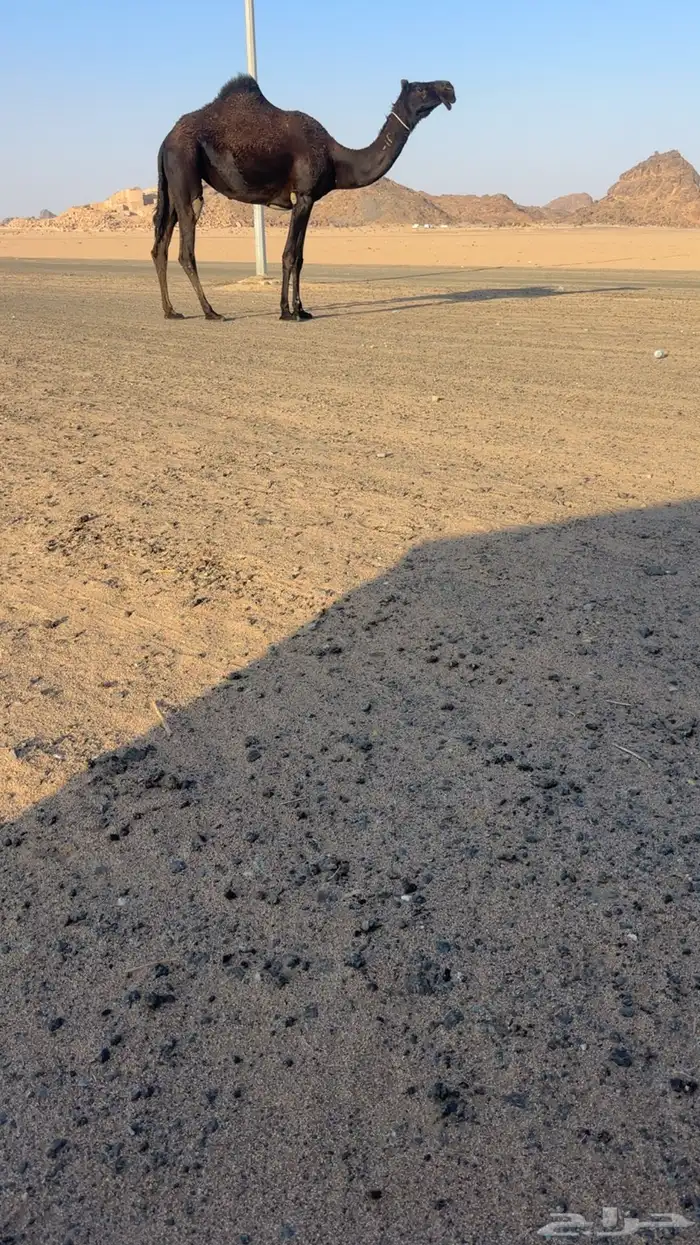 بكره كفو مجهم فوق البداوه 0