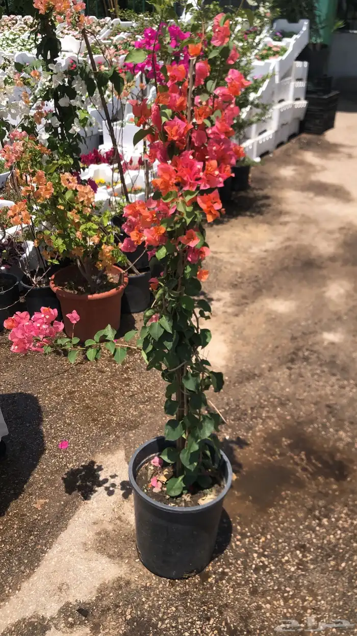 تنسيق الحدائق المنزلية 16