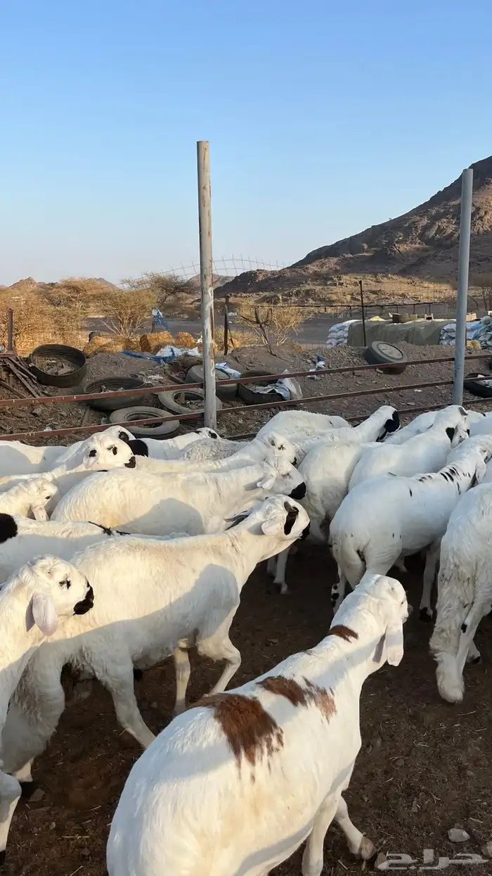 طليان سواكن بيض شبيه الحري دمازين 14