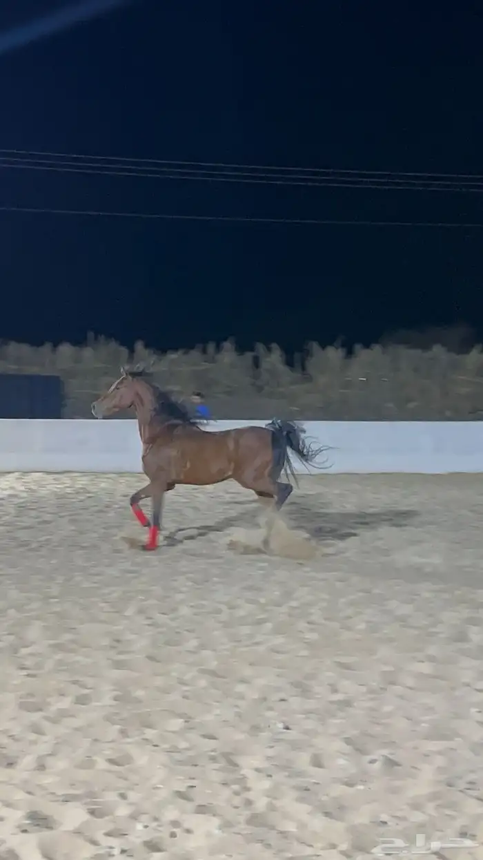 حصان للبيع شيخ 5