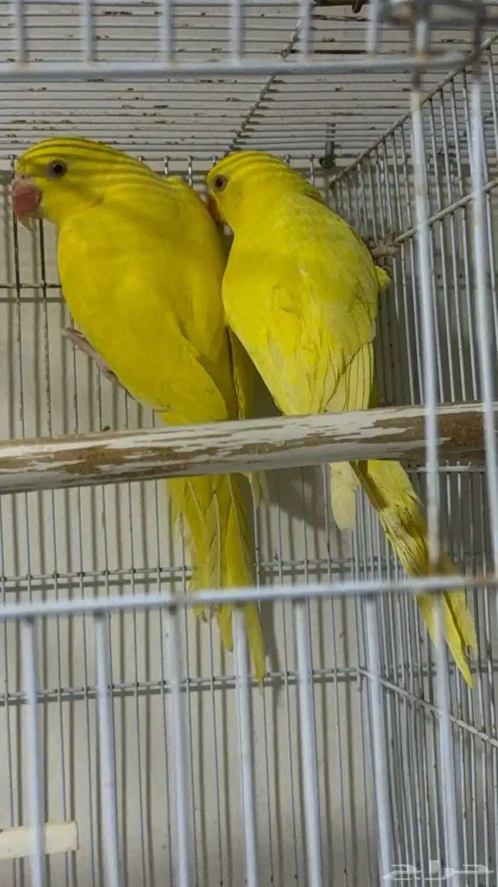 جوز دره لاتينو 0