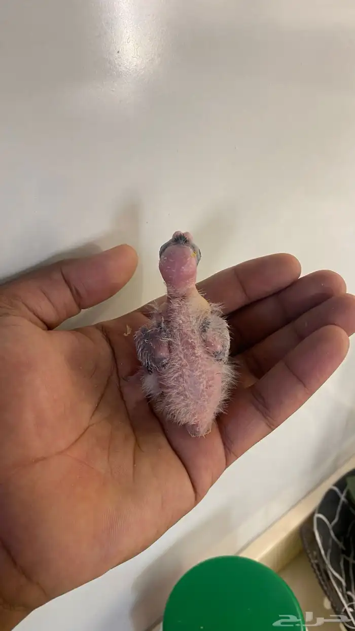 فروخ كروان ((. تم البيع 0