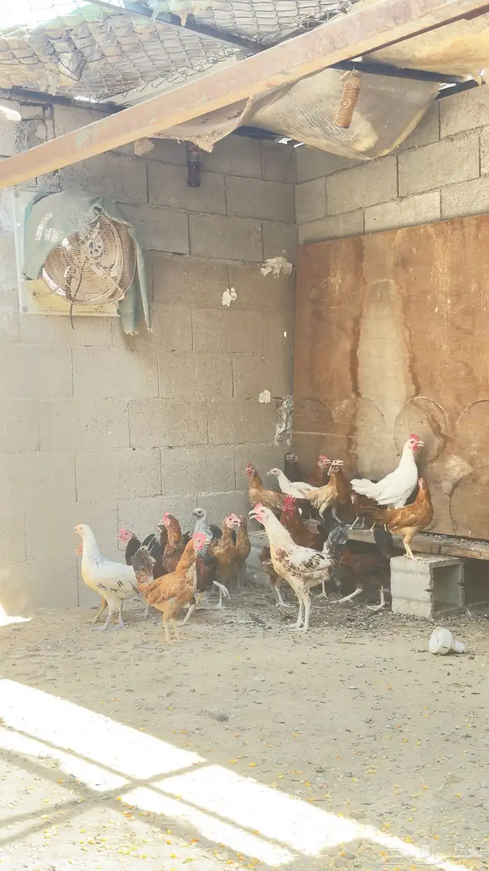 دجاج 2