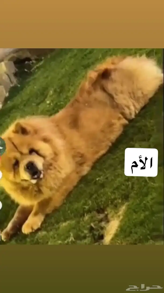 كلاب تشاو تشاو .. 4