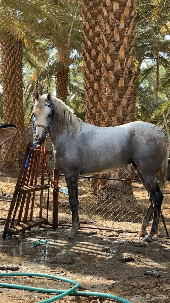 حصان كفو و حار 2