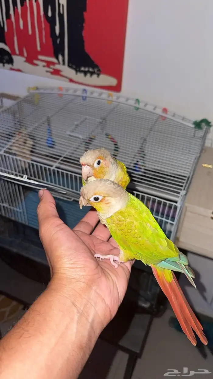 زوج كنيور اناناس انثى محلله وذكر منتج 1