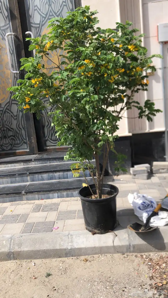 تنسيق الحدائق المنزلية 31