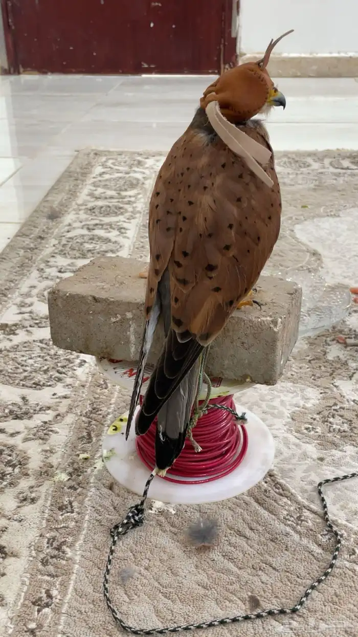 باشق 2