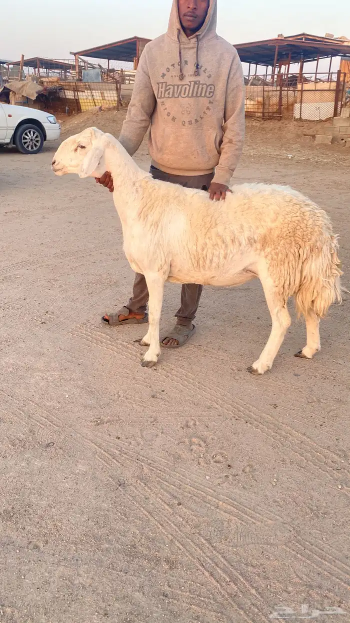 شاه حايل 0