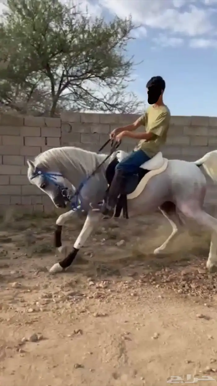 حصان عربي ركوب جمره 0