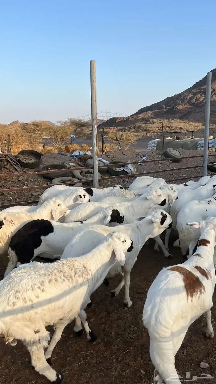 طليان سواكن بيض شبيه الحري دمازين 19