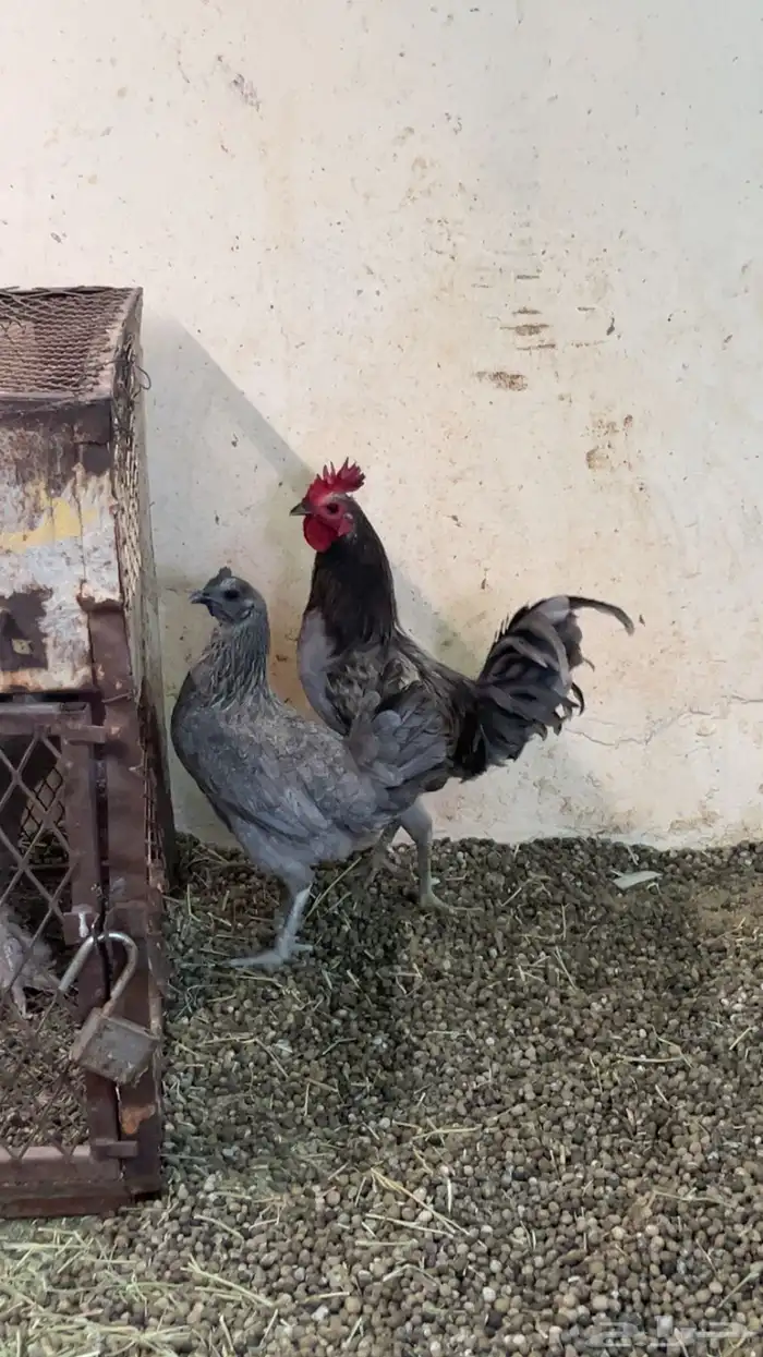 دجاج طقم فاخرر 1