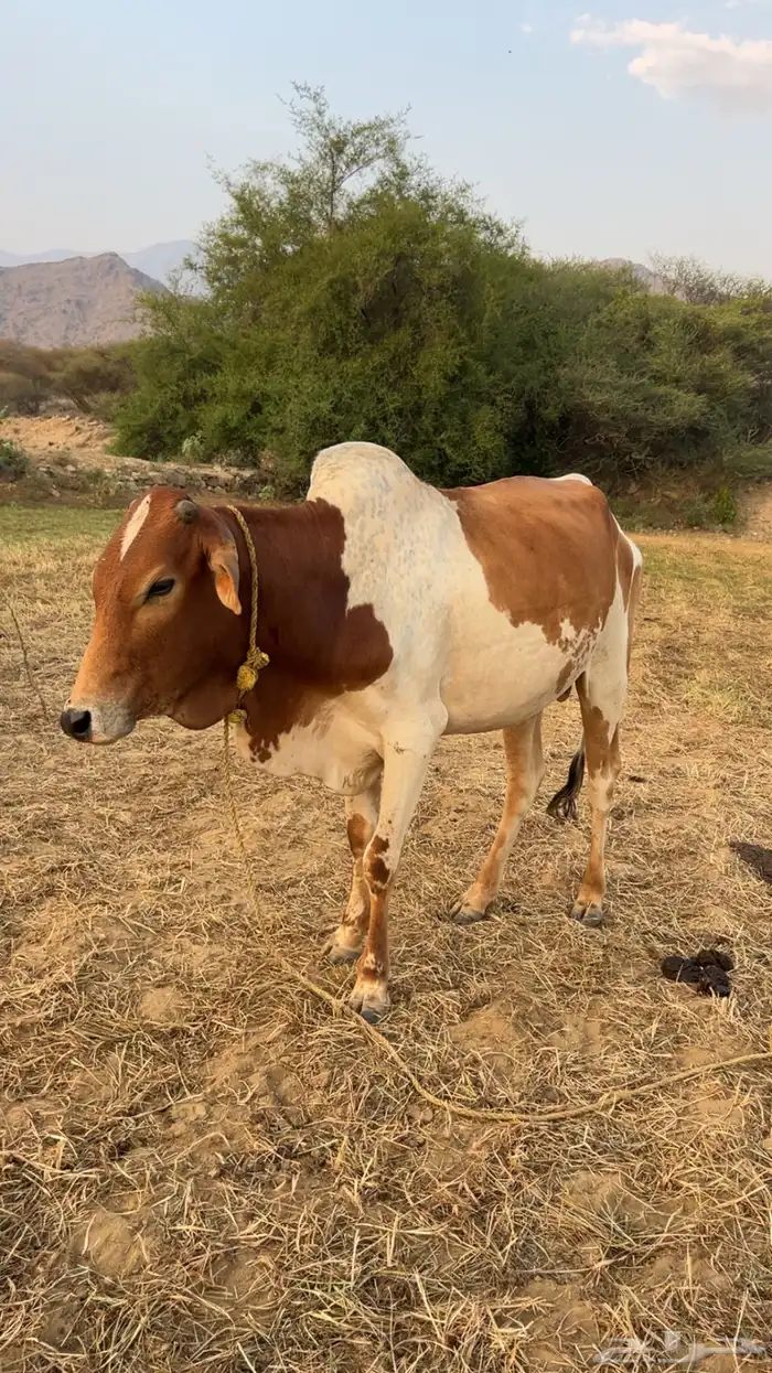 ثور بلدي طيب 2