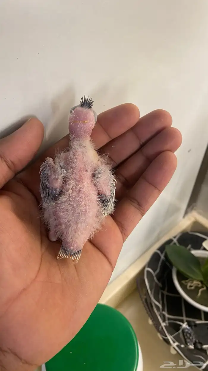 فروخ كروان ((. تم البيع 2