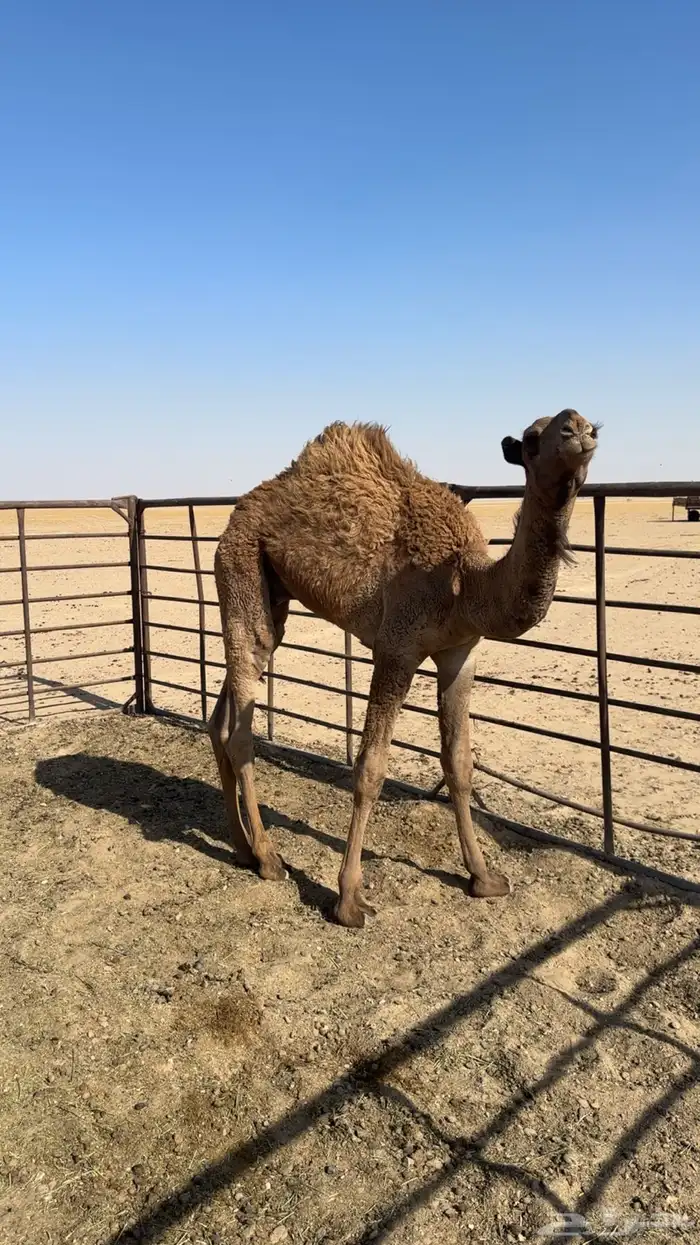 قعود اشعل 0