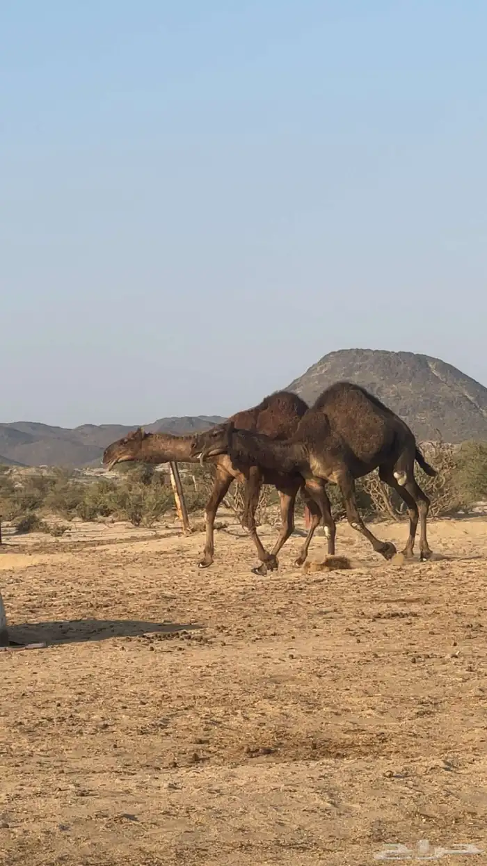 مشروع قعدان فحول 4