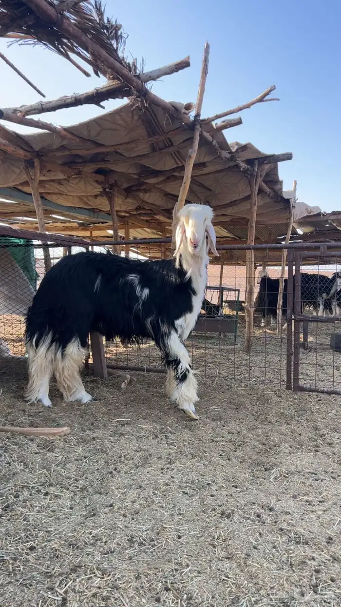 مشروع فحل نجدي صنف معرف 3