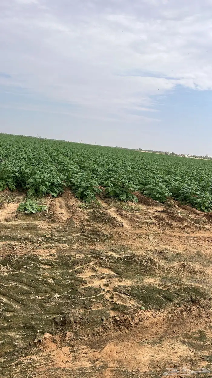 مشروع زراعي. ست رشاش 4