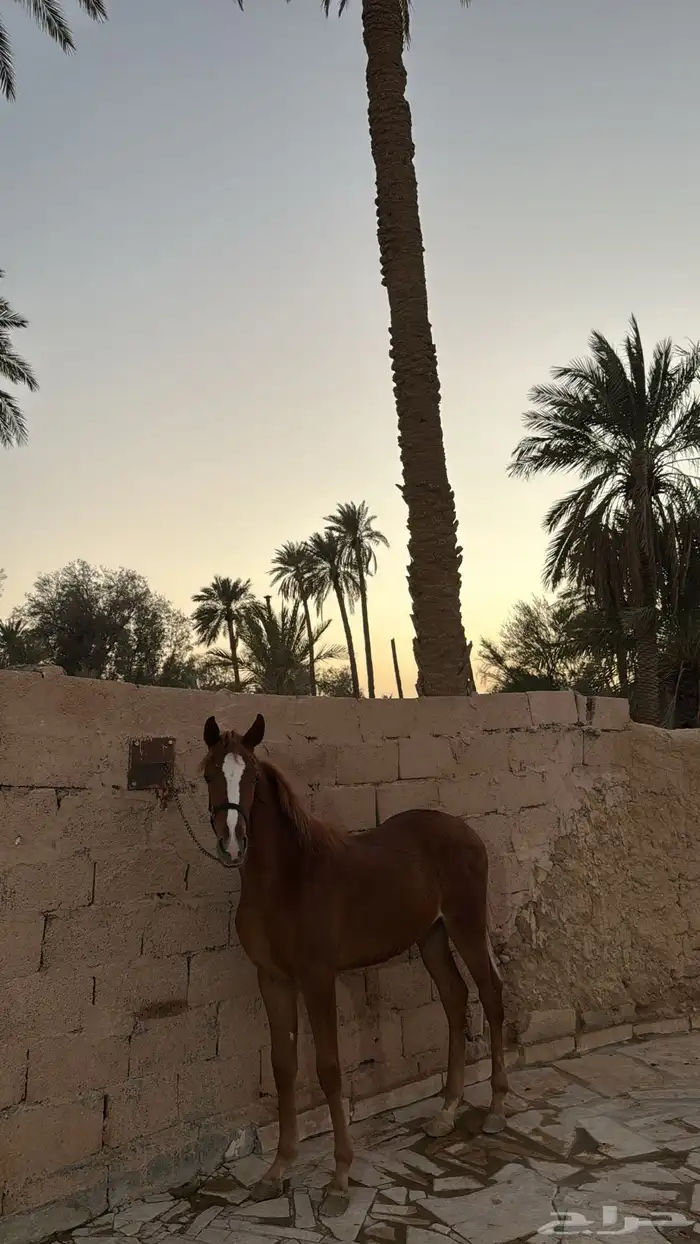 مهره شعبيه مميزه 0