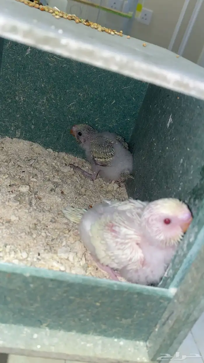 طيور بادجي. ((تممم البيعع )) 3