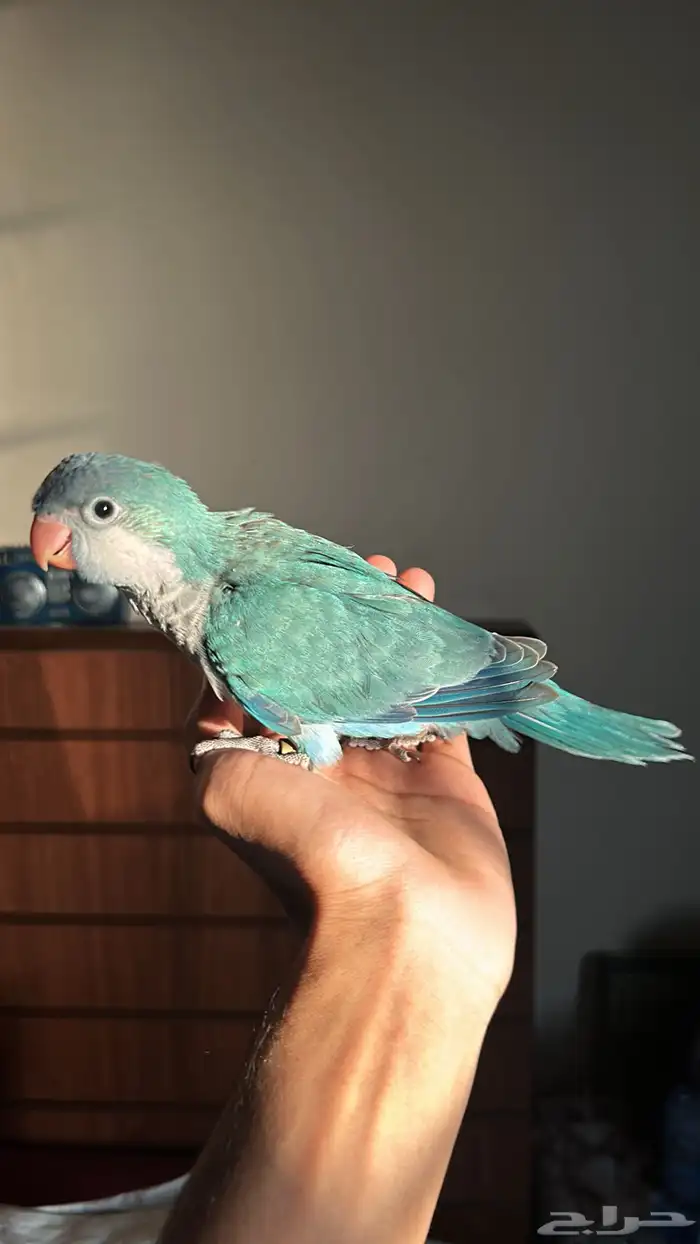 كويكر ازرق تركواز اليف وهدد نشبة 2