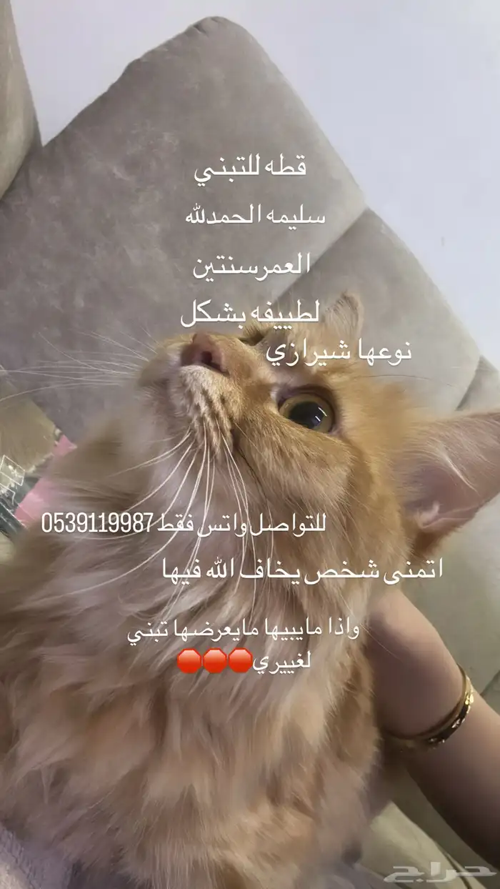 قطه انثى مو معقمه اتمنى شخص يخاف الله فيها 0