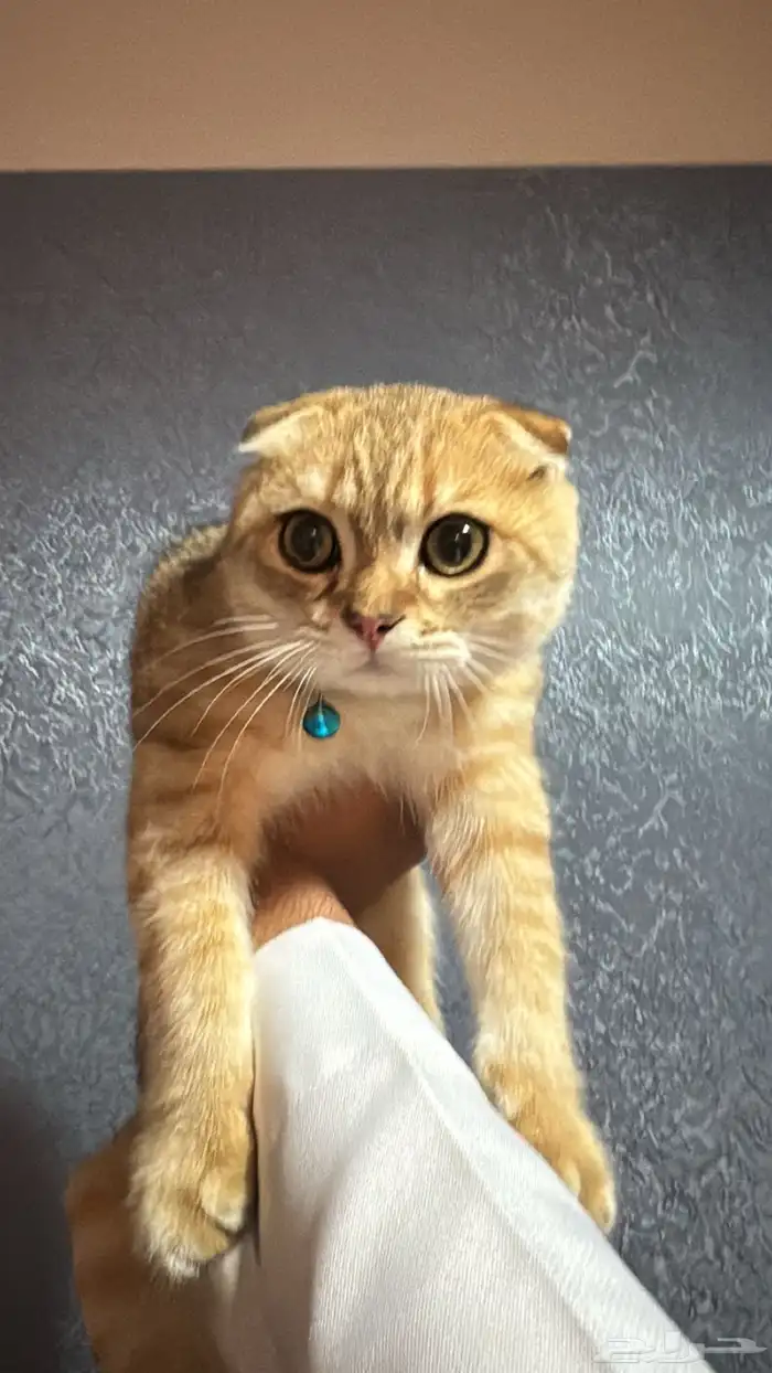 سكوتش فولد 6